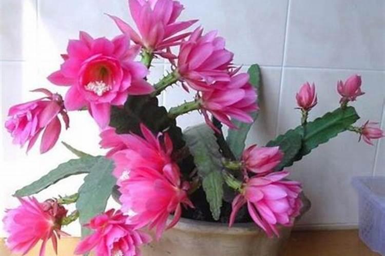 令箭荷花什么季节施肥最好