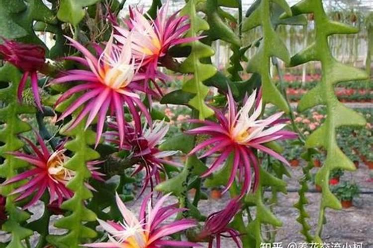 令箭荷花怎么施肥