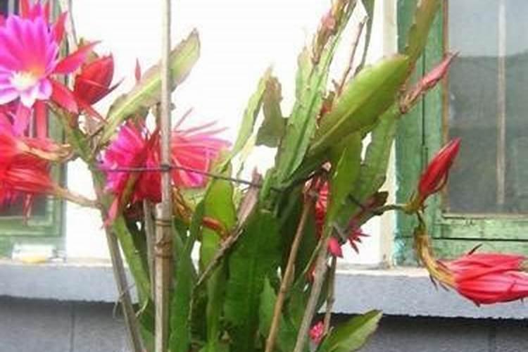 令箭荷花什么季节施肥最好