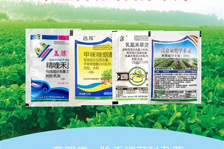 清香木下山桩多久成活