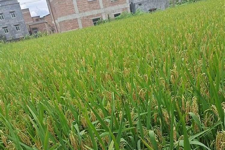 液体氮一亩地喷施多少