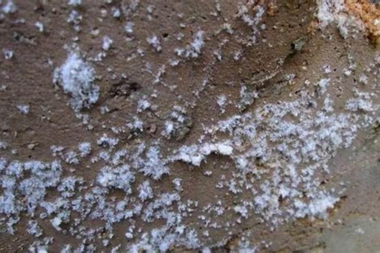 什么是氮肥 常见的氮肥有哪些