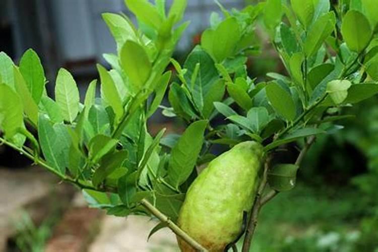 请问圣女果的叶霉病,用什么农药防治更好点？