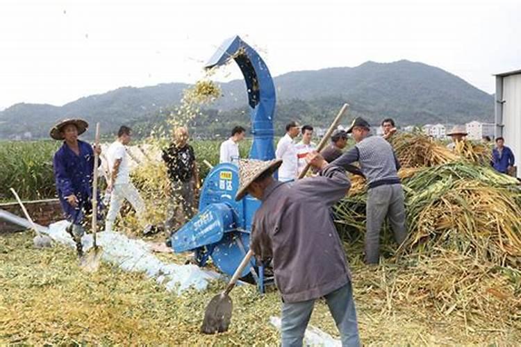 干玉米秸秆怎么肥田