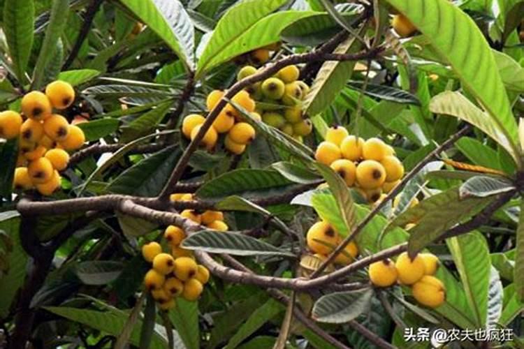 用啥肥料可以让西瓜达到特别甜的效果？