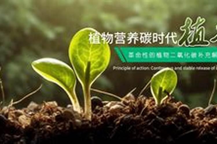 氨基酸水溶肥叶面喷施的效果