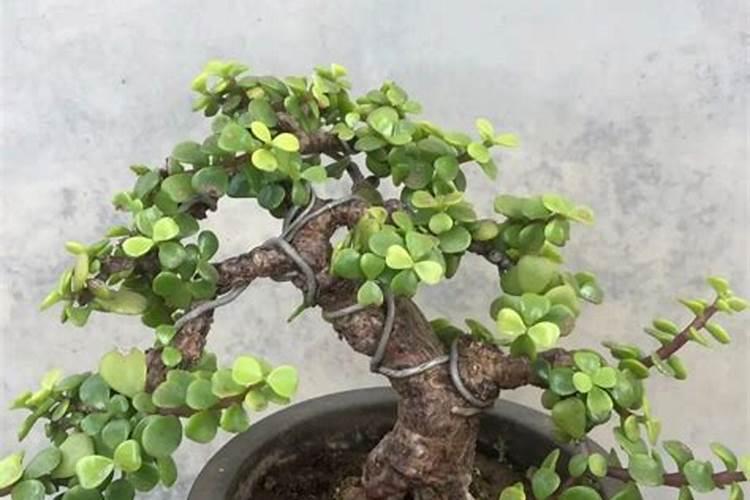 金枝玉叶施什么肥长得快会开花