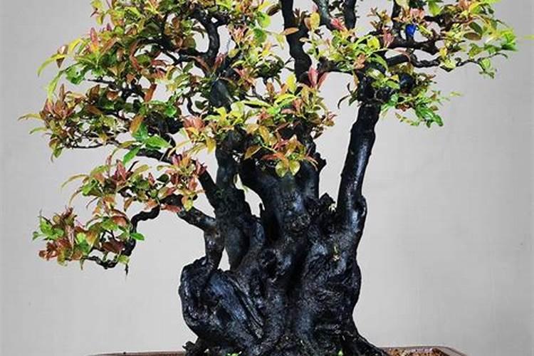 金弹子的养殖方法和注意事项