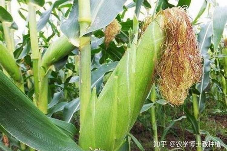 关于水溶肥那些不得不说的优点
