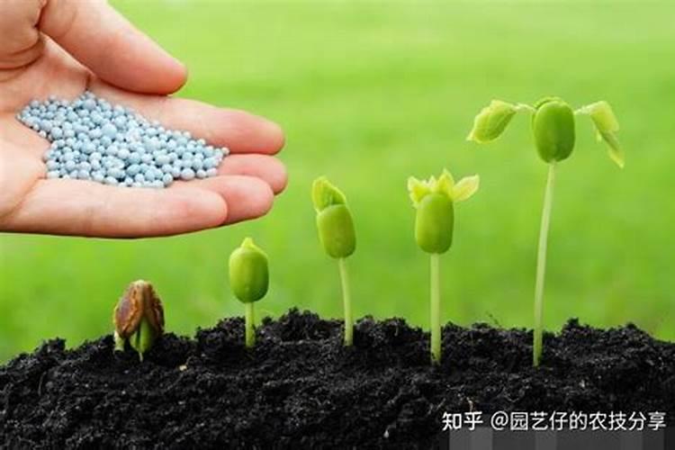 施用硝酸磷肥需要注意哪些问题？