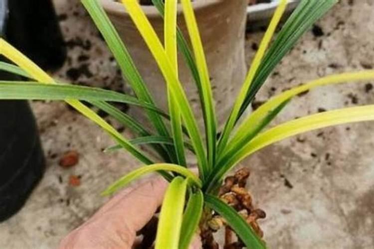 除草剂一般几天见效