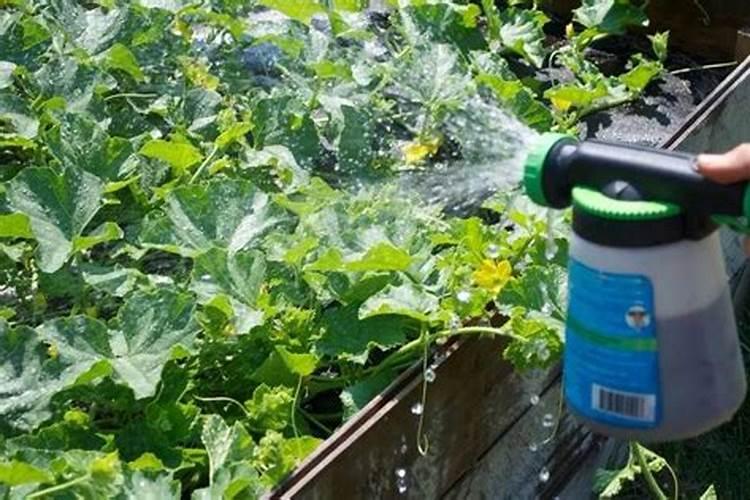 番茄用什么肥料最好