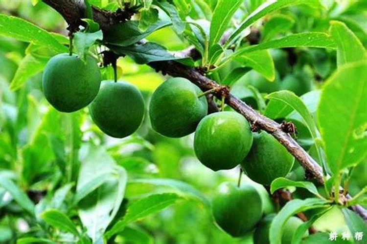 李子用什么肥料好？用什么肥能让李子硬度好