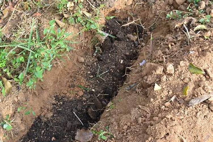 什么肥料可以治盐碱地