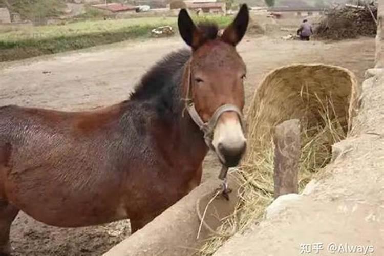 月季之乡江苏沭阳(月季之乡)