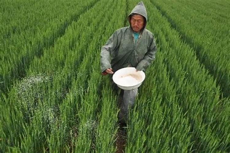 鳖甲的功效与作用 药用价值和副作用禁忌