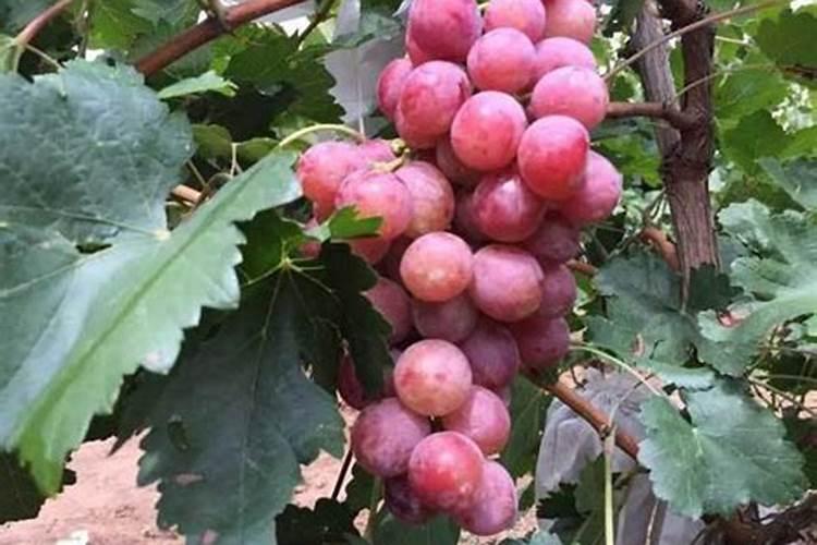 葡萄着色期肥水管理