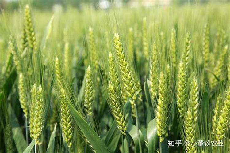 白菜如何正确的施肥