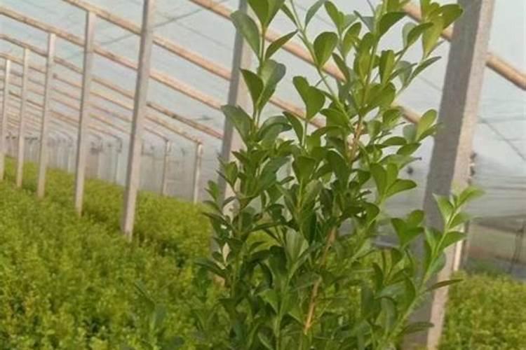 全球粮食危机下,从化肥产业链分析,持续看好化肥后续表现