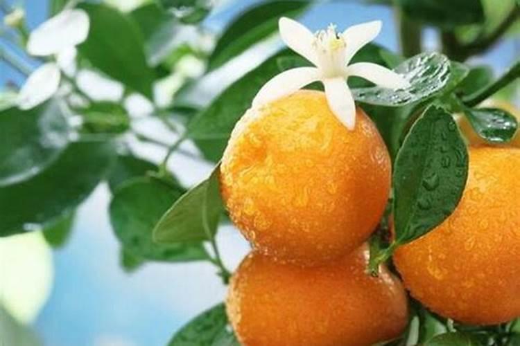 橘子打什么药好
