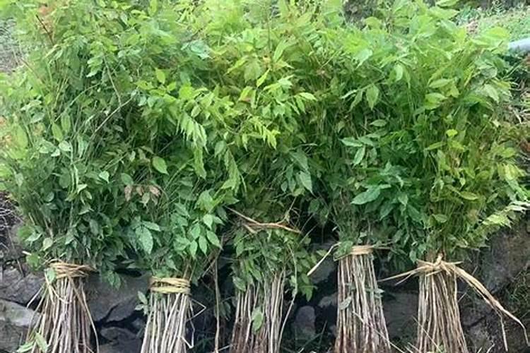 为什么紫藤只长叶子不开花