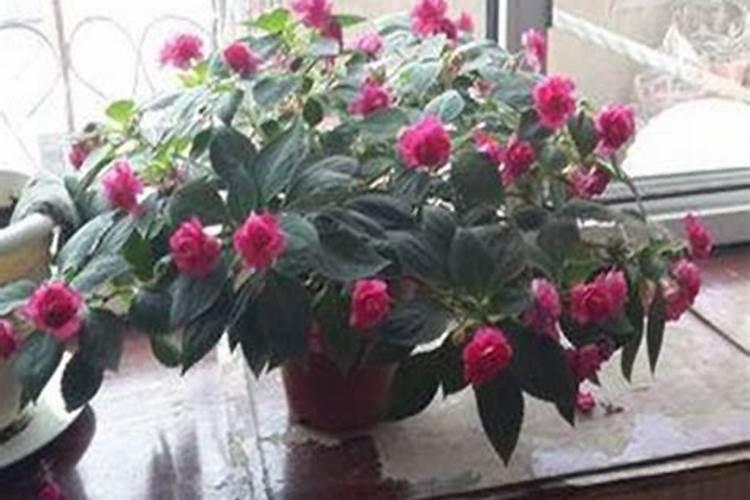 水梅花用什么肥料