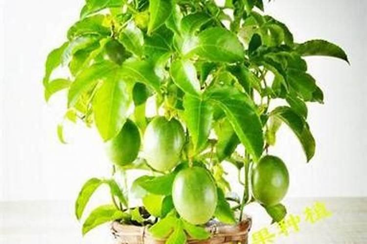 硼肥有哪些作用 硼肥的9大施用误区