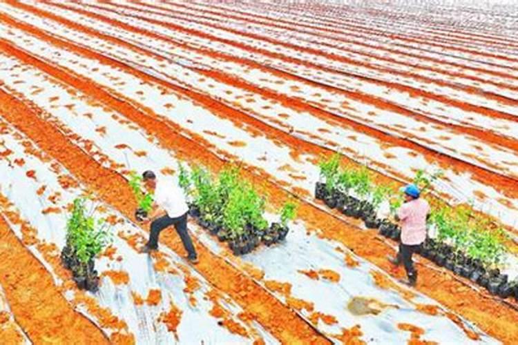 硼肥在果树使用禁忌