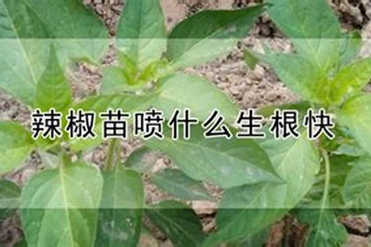辣椒用什么水溶肥能增产？经验老农为您指导