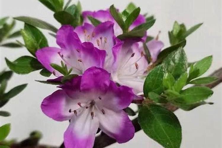 留兰香薄荷一亩地用多少种子