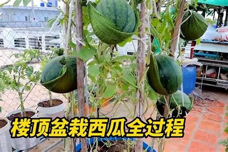 西瓜施多少底肥最好