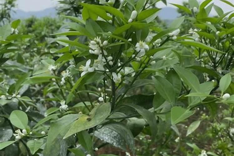 沃柑尿素肥加什么能追红