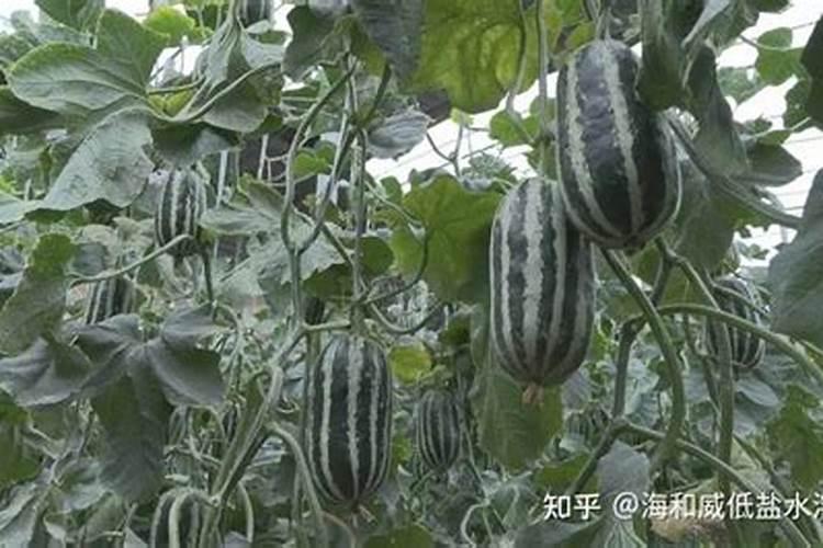 甜瓜打什么叶面肥最好？甜瓜施肥时间及方法？