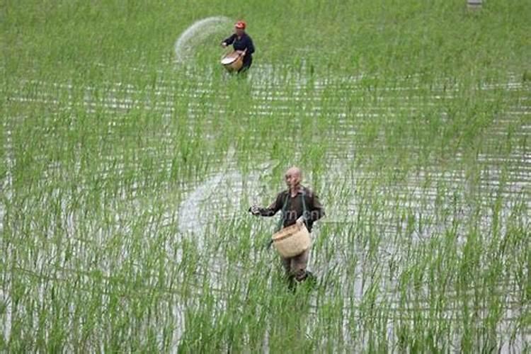 种水稻用什么肥料最好