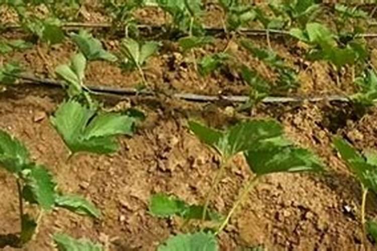 草莓用什么肥料