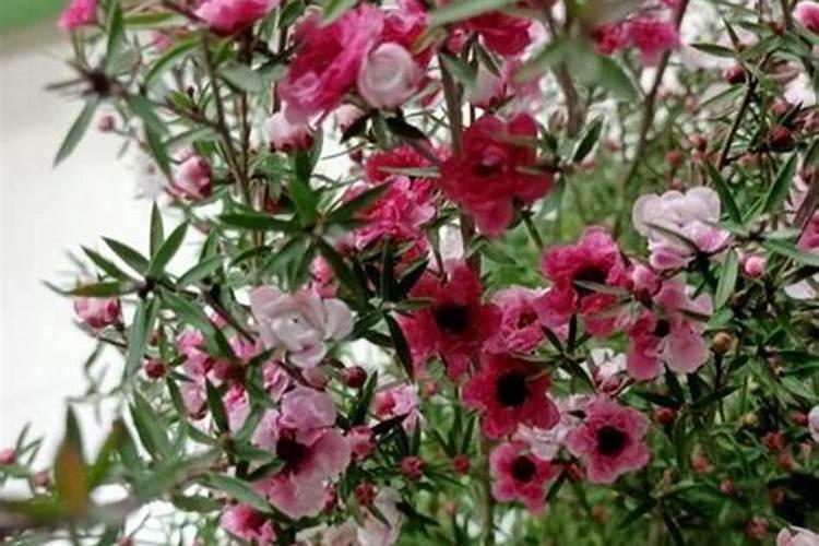 种青菜如何正确施肥