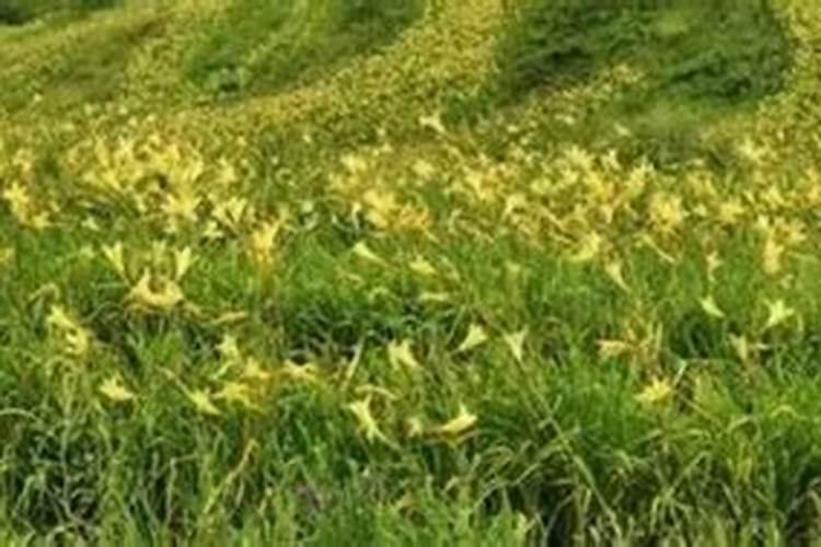 黄花菜正确施肥方法