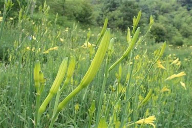 黄花菜正确施肥方法