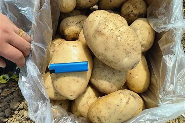 土豆最忌三种肥料