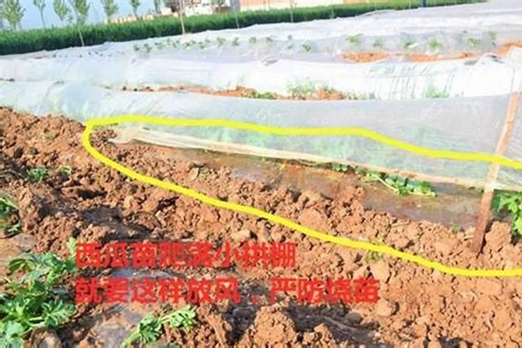 大棚阴天下雨可以打叶面肥吗