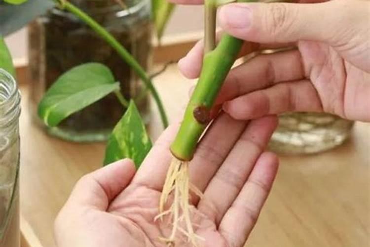 红叶石楠扦插苗什么时候施肥？红叶石楠扦插苗后期施肥技术