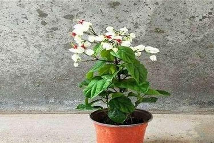 龙吐珠怎么施肥,9大施肥要点让龙吐珠娇艳无比