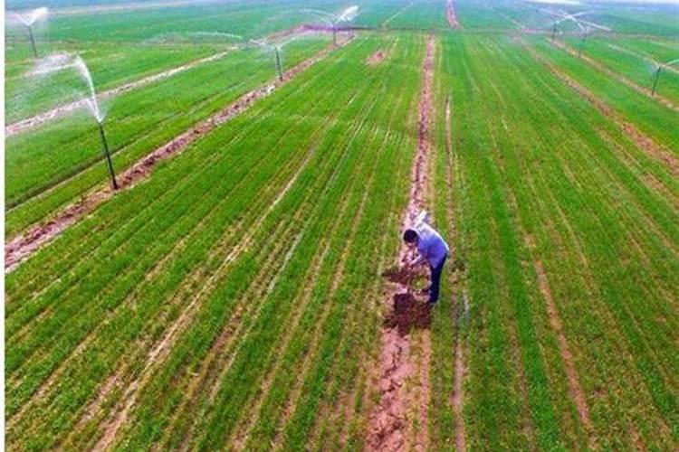 化肥哪里可以批发