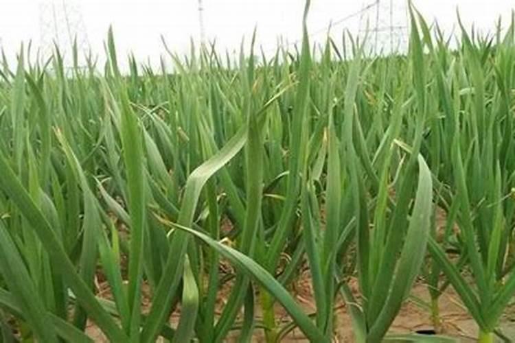 大蒜什么时候施肥最好