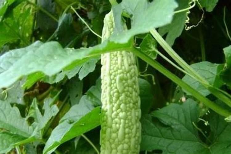 苦瓜结果了需要施什么肥