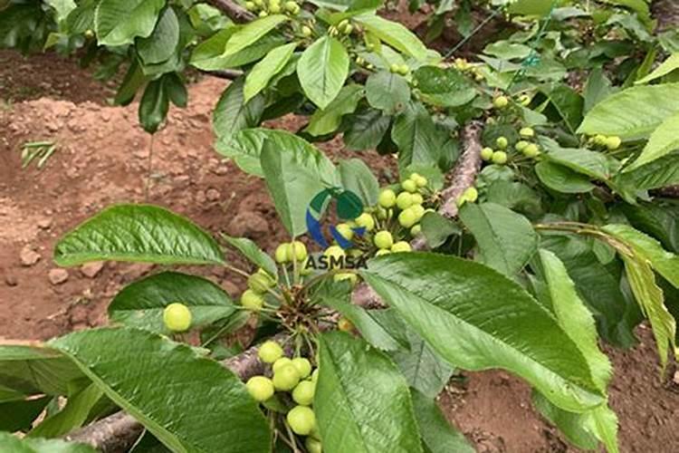 效果好的水溶肥是哪家