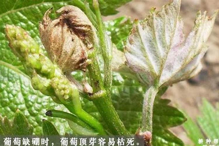 葡萄树缺硼会出现什么症状及有哪些防治措施？