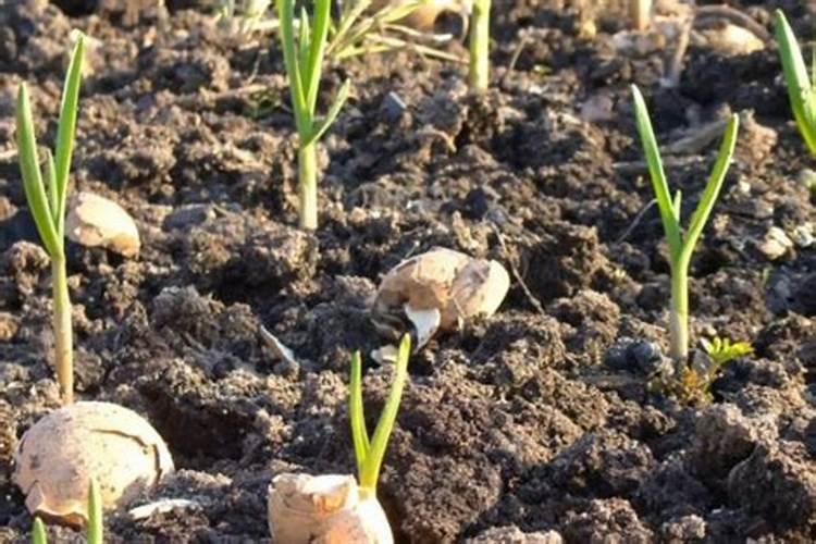 吃臭豆腐有什么好处和坏处