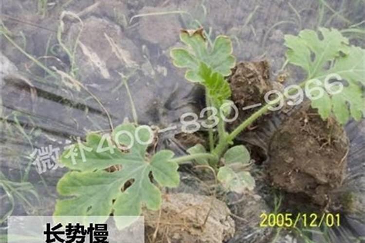 西瓜底肥过多烧苗怎么办？