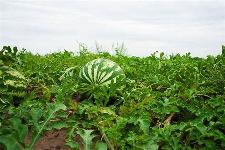 我想问一下这个西瓜呀要是西瓜秧子要施磷超标微量元素磷超标能怎样？